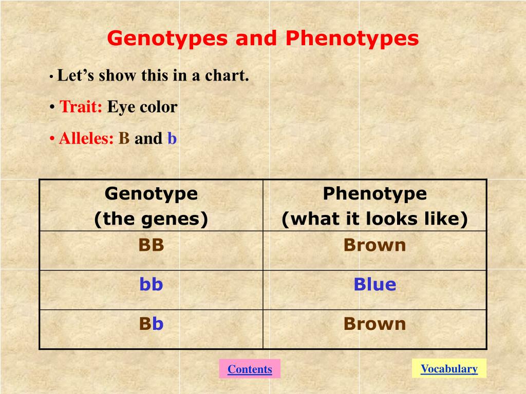 Genotypes And Phenotypes Worksheet E Streetlight Com