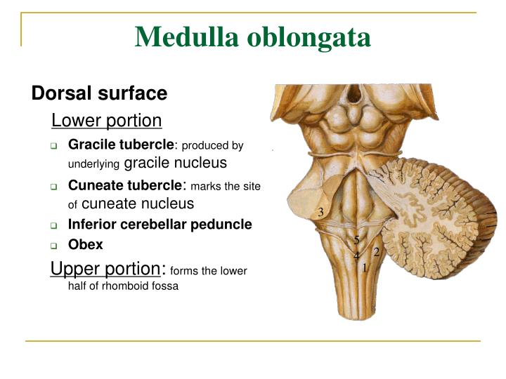 Function Of Medulla Oblongata