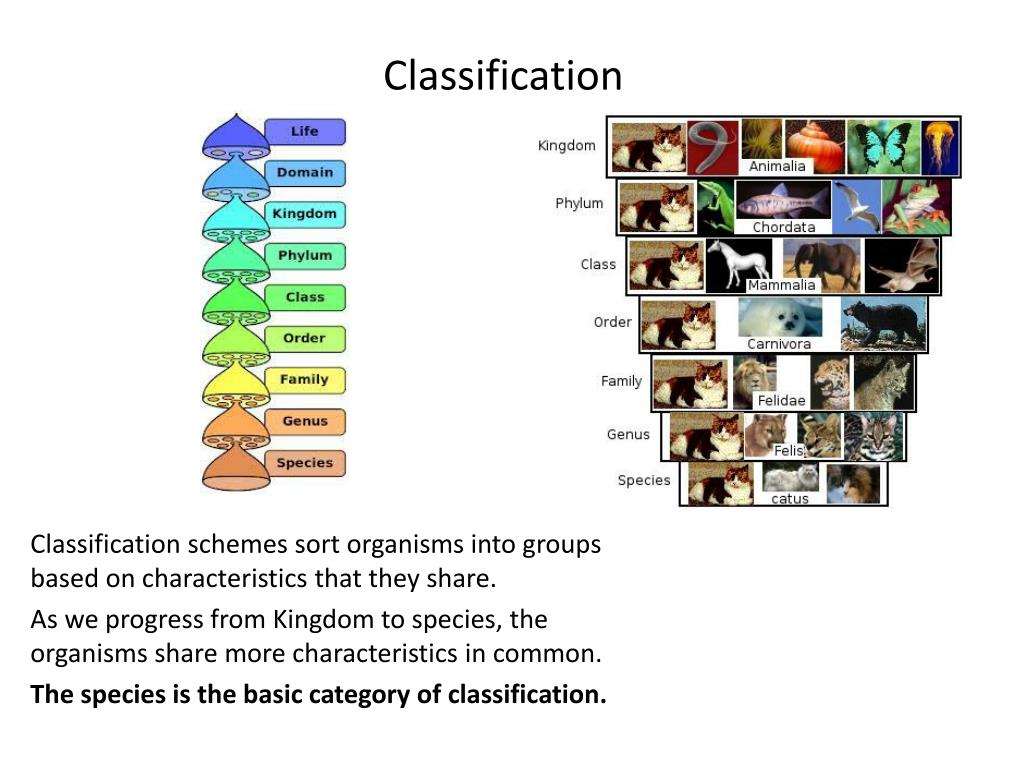 Model Classification Accuracy Result For All Machine Learning