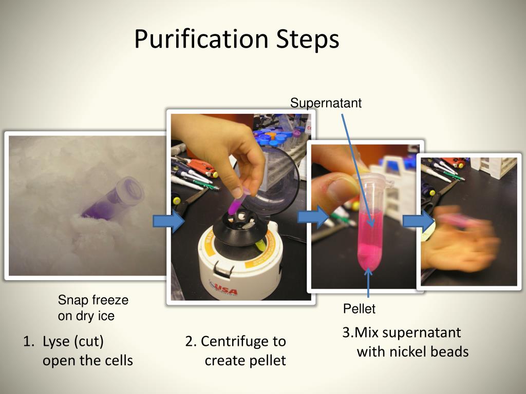 Purification Protocols