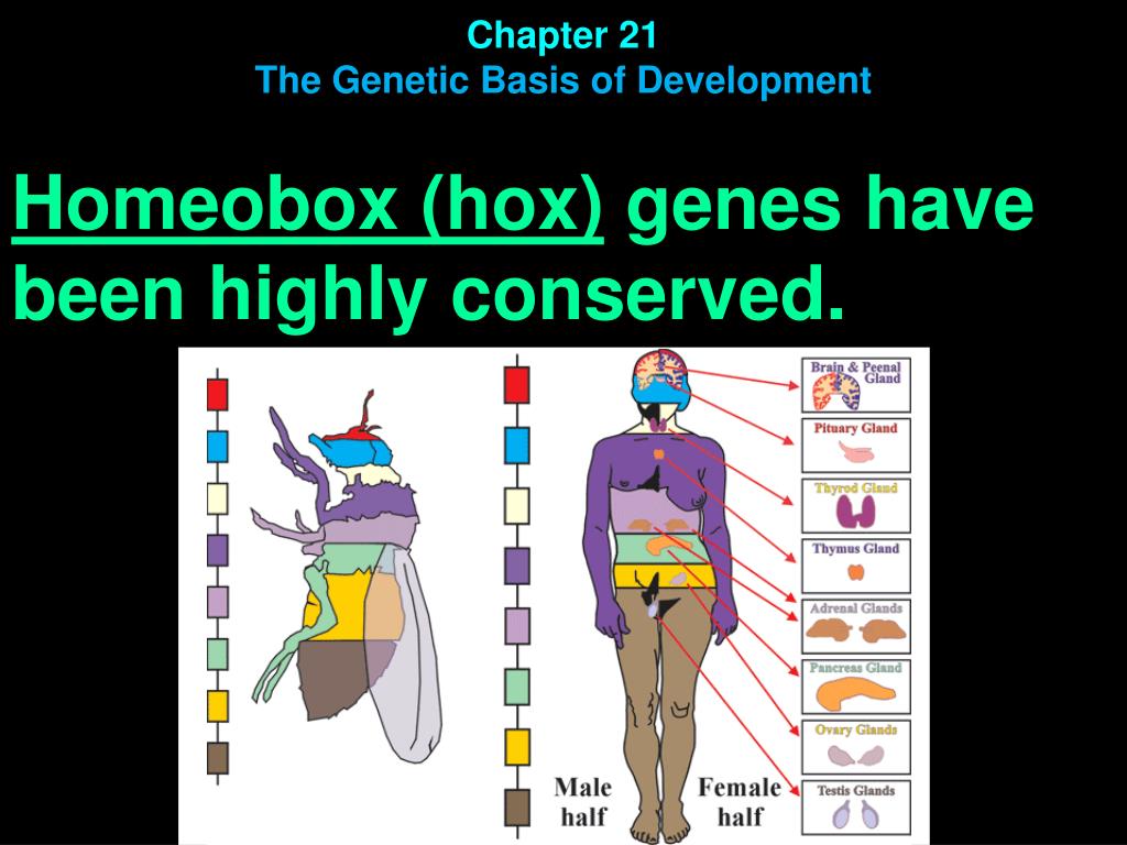 Chapter 21 The Genetic Basis Of Development Model Organisms