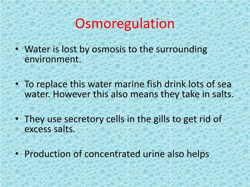 Osmoregulation And Osmotic Balance Openstax Biology 2e