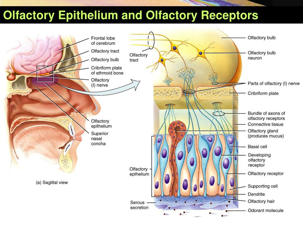 What Are Olfactory Receptors