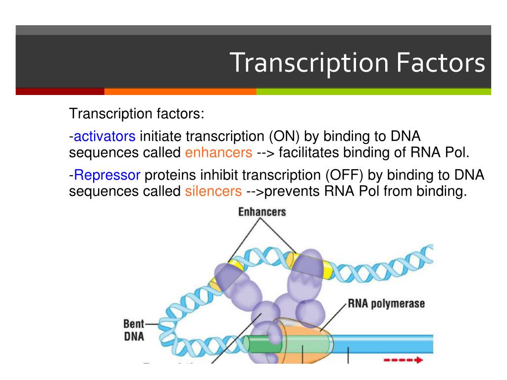 Eukaryotic Transcription Factors