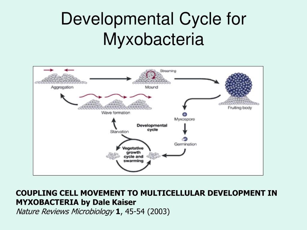 Myxobacteria Genomics Cellular And Molecular Biology