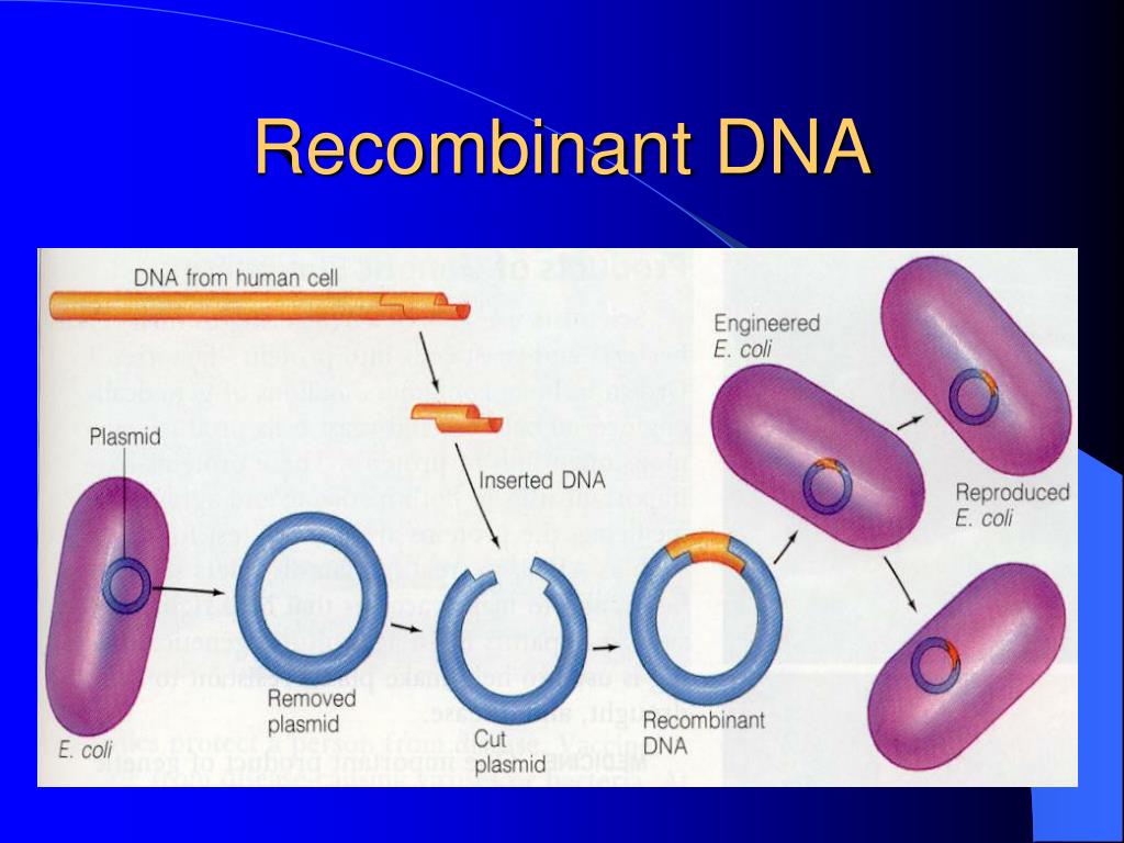 Recombinant Human Activin A Hek293 Derived Protein Cf 11344 Ac