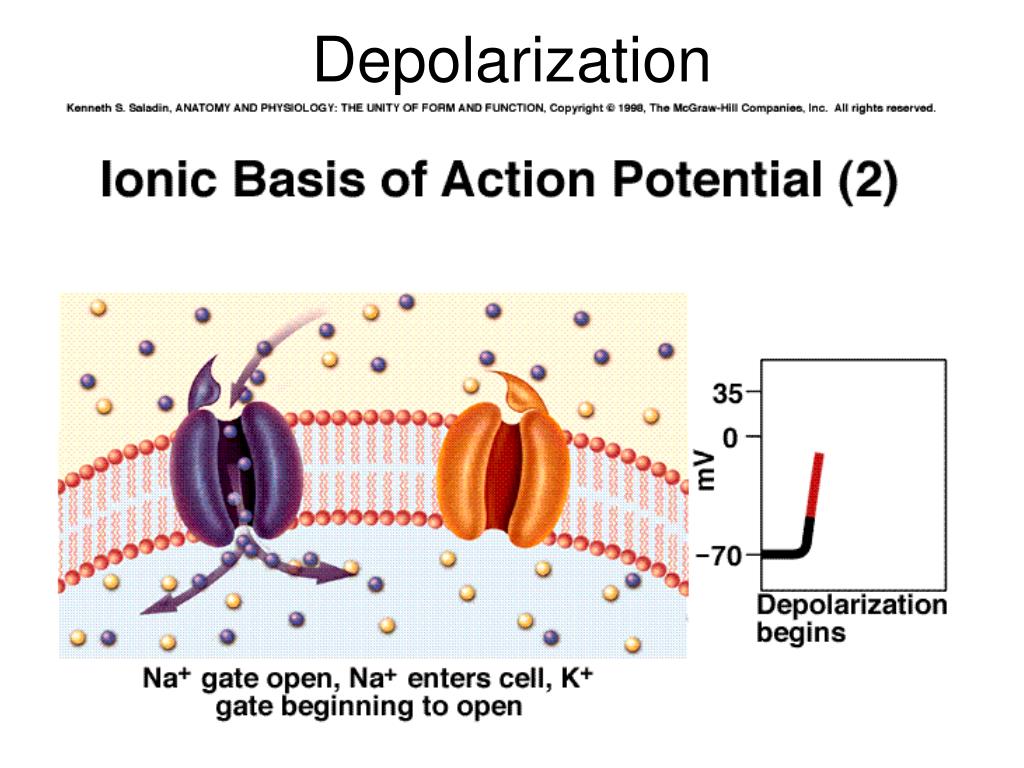 Depolarization Of Hippocampal Neurons Induces Formation Of Nonsynaptic