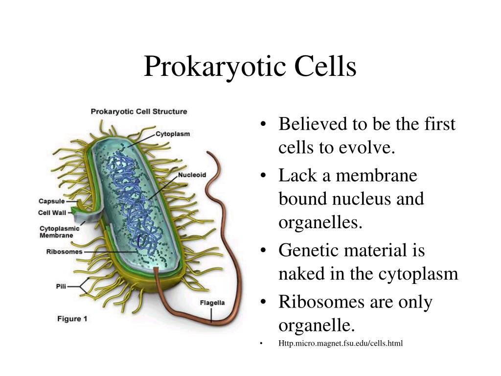 2 Prokaryotes Biology Libretexts