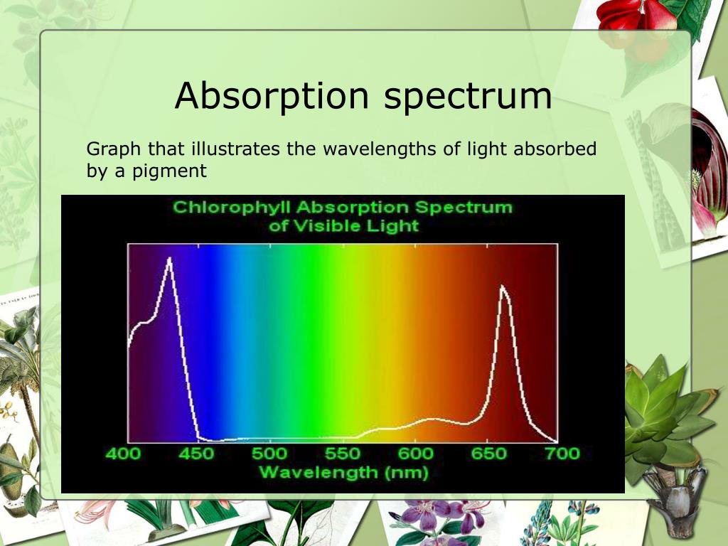 Absorption A And Fluorescence B Spectra Of Conjugated Oligomers