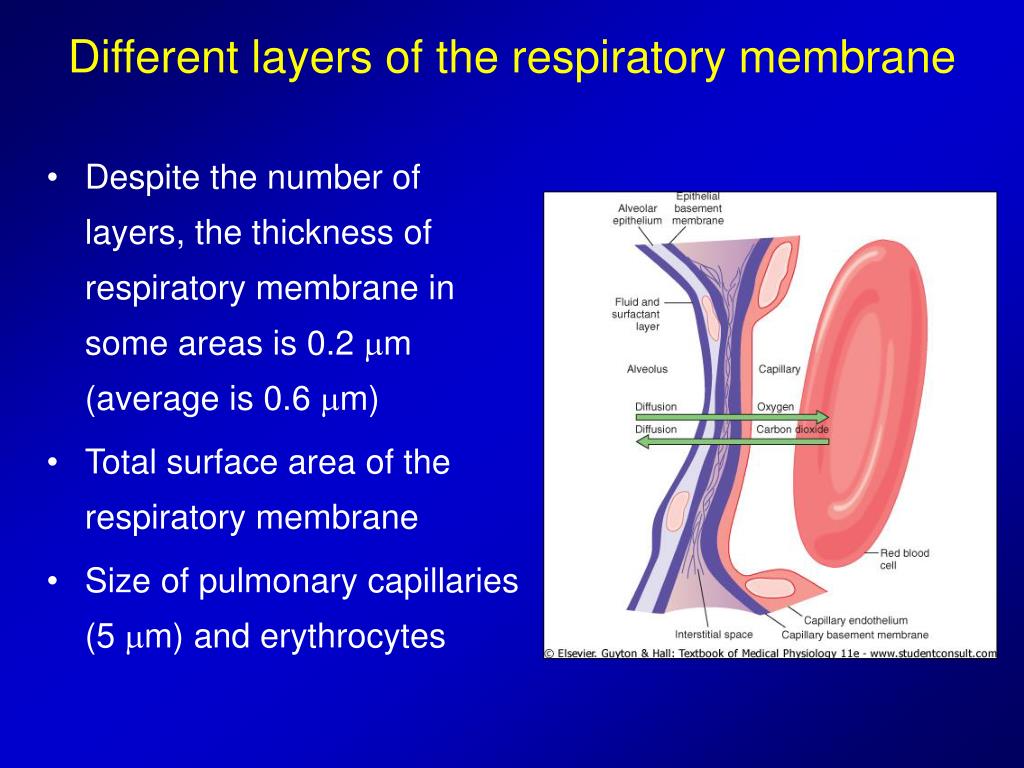 How Thick Is The Respiratory Membrane