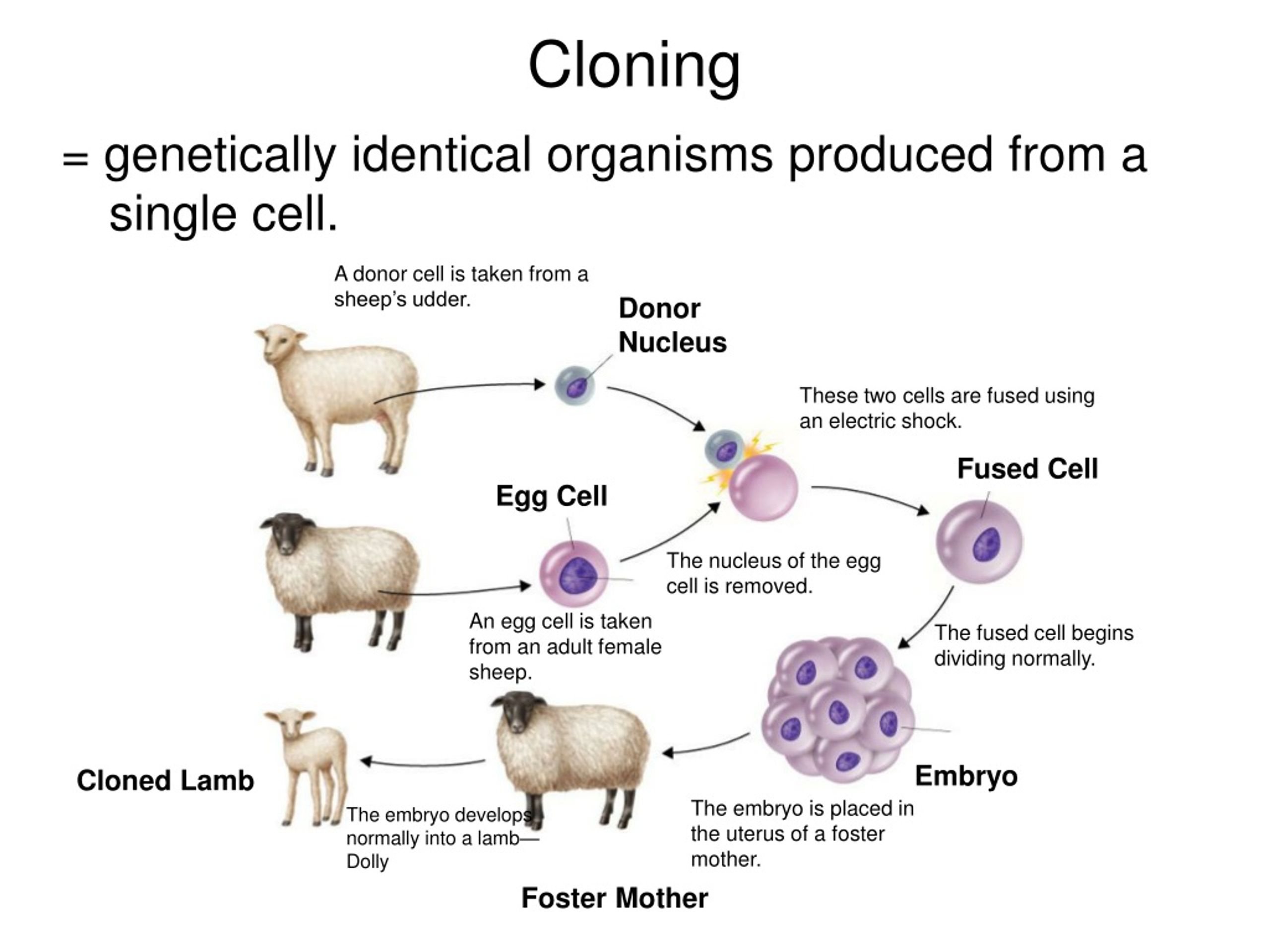What Is Cloning