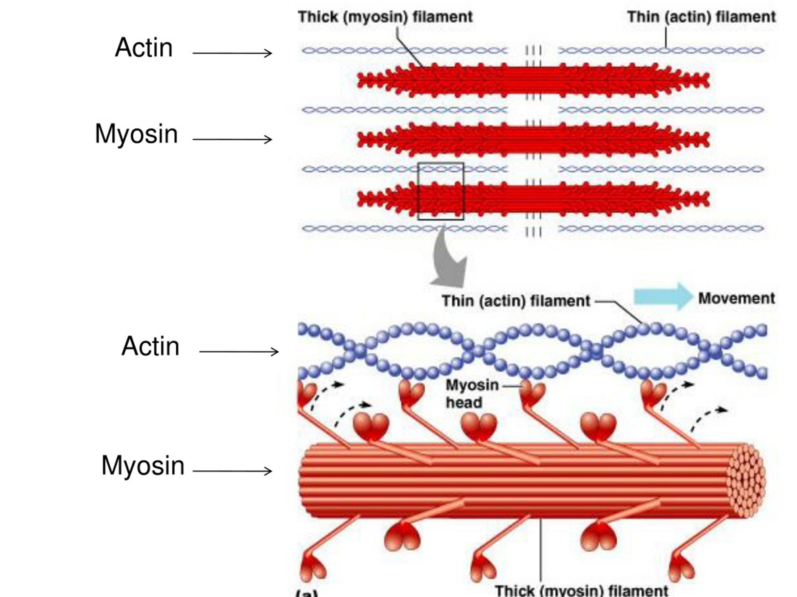What Are Actin And Myosin