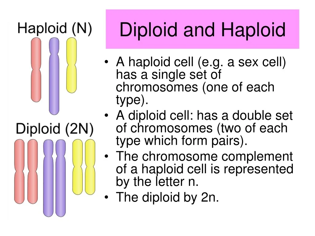 The Haploid Genetics And Growth Characteristics Of G1 Cells A Haploid
