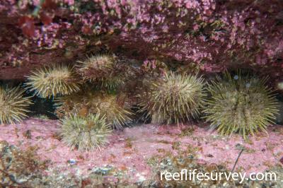 Larval Length And Width Of Strongylocentrotus Intermedius In The