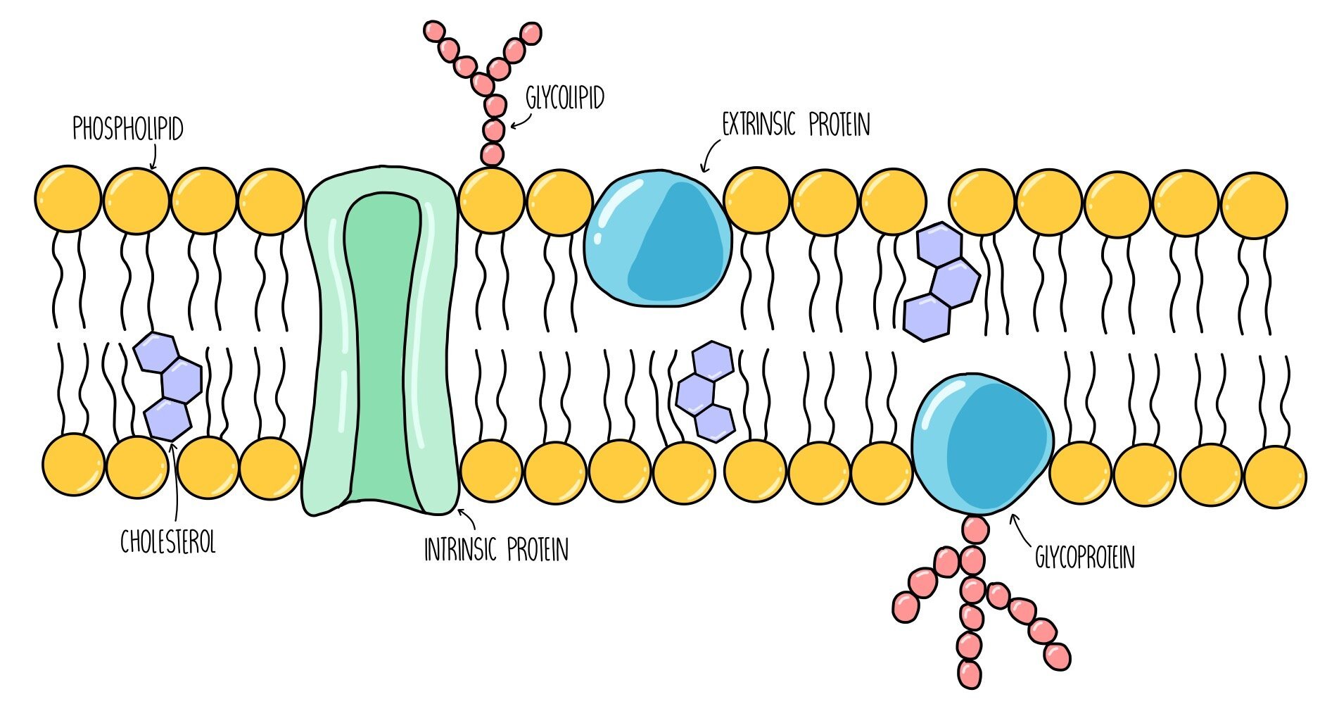 Solvedwhere Are Proteins Located In Cell Membranes