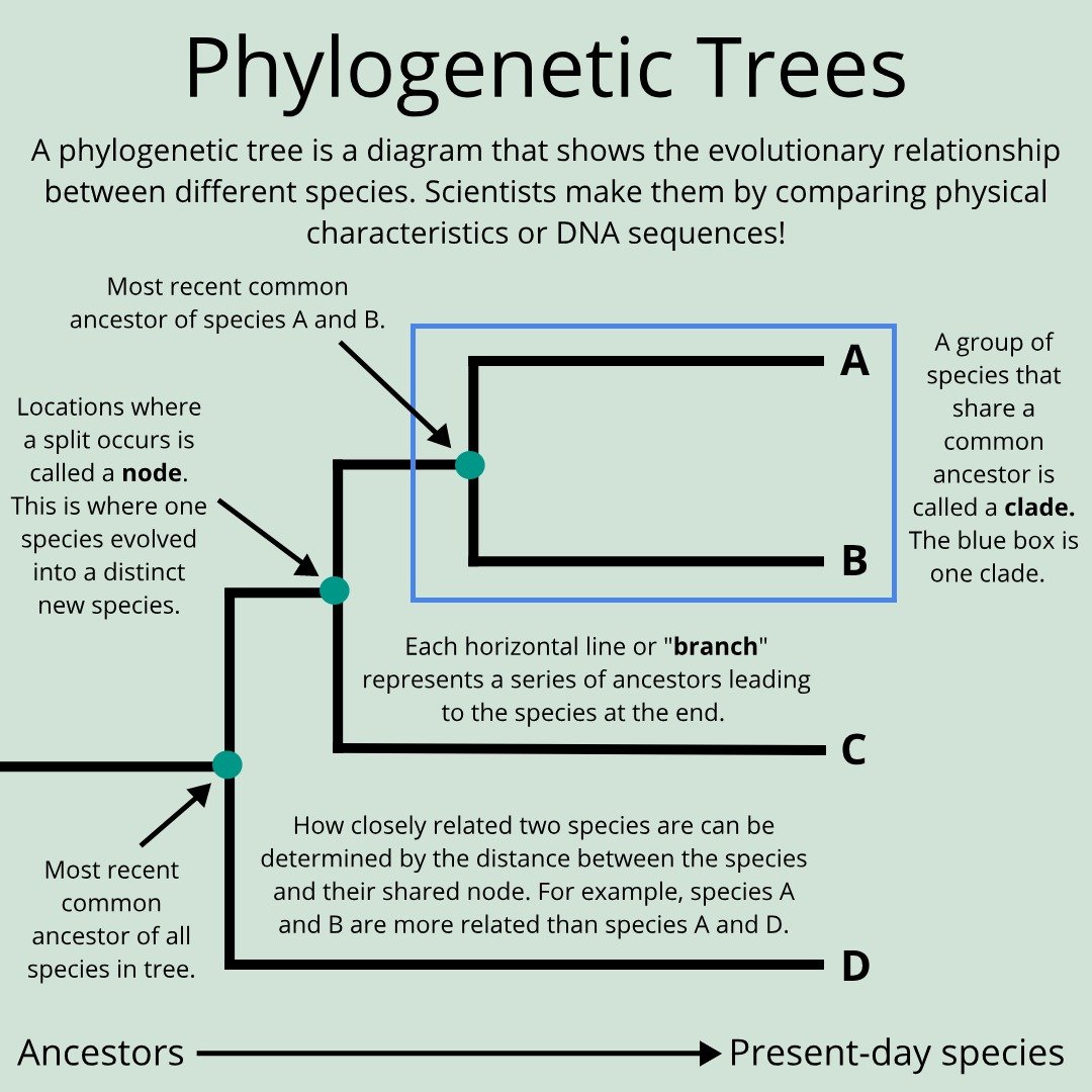 Phylogenetic Tree A Maximum Likelihood Phylogenetic Tree With Branch