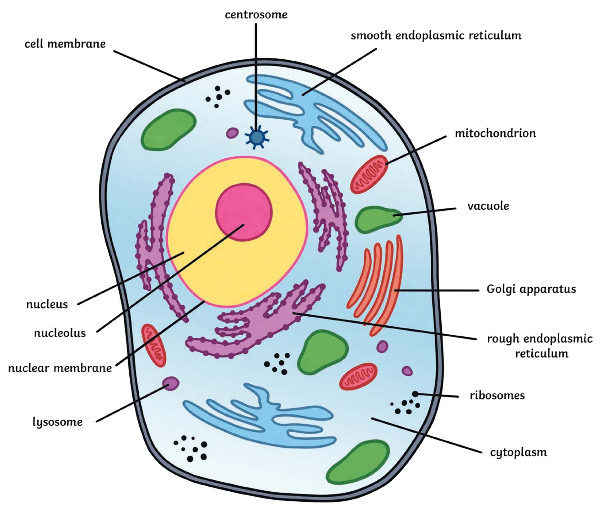 The Cell Cycle The Science And Maths Zone