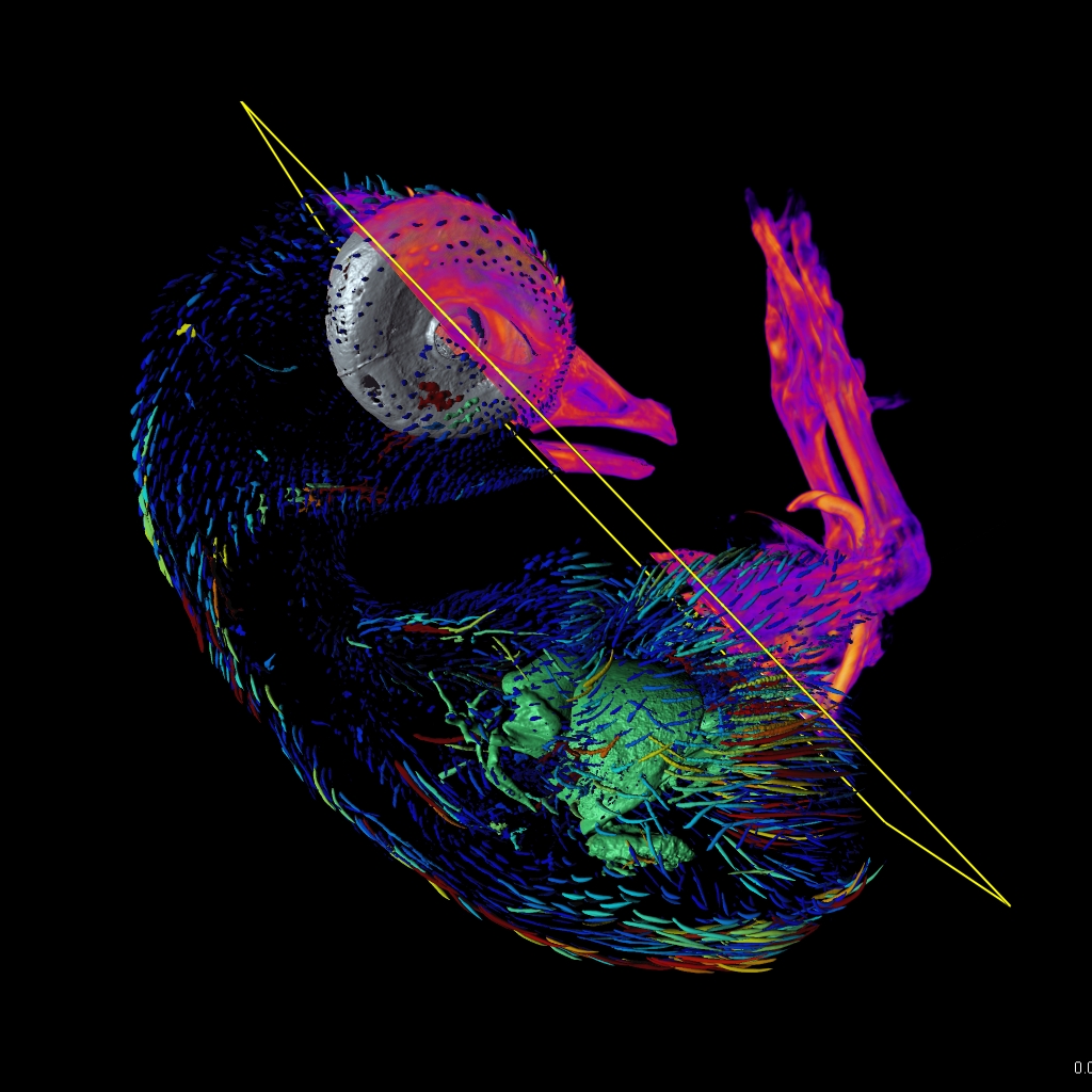 Imaris Live Cell Instrument Live Cell Imaging