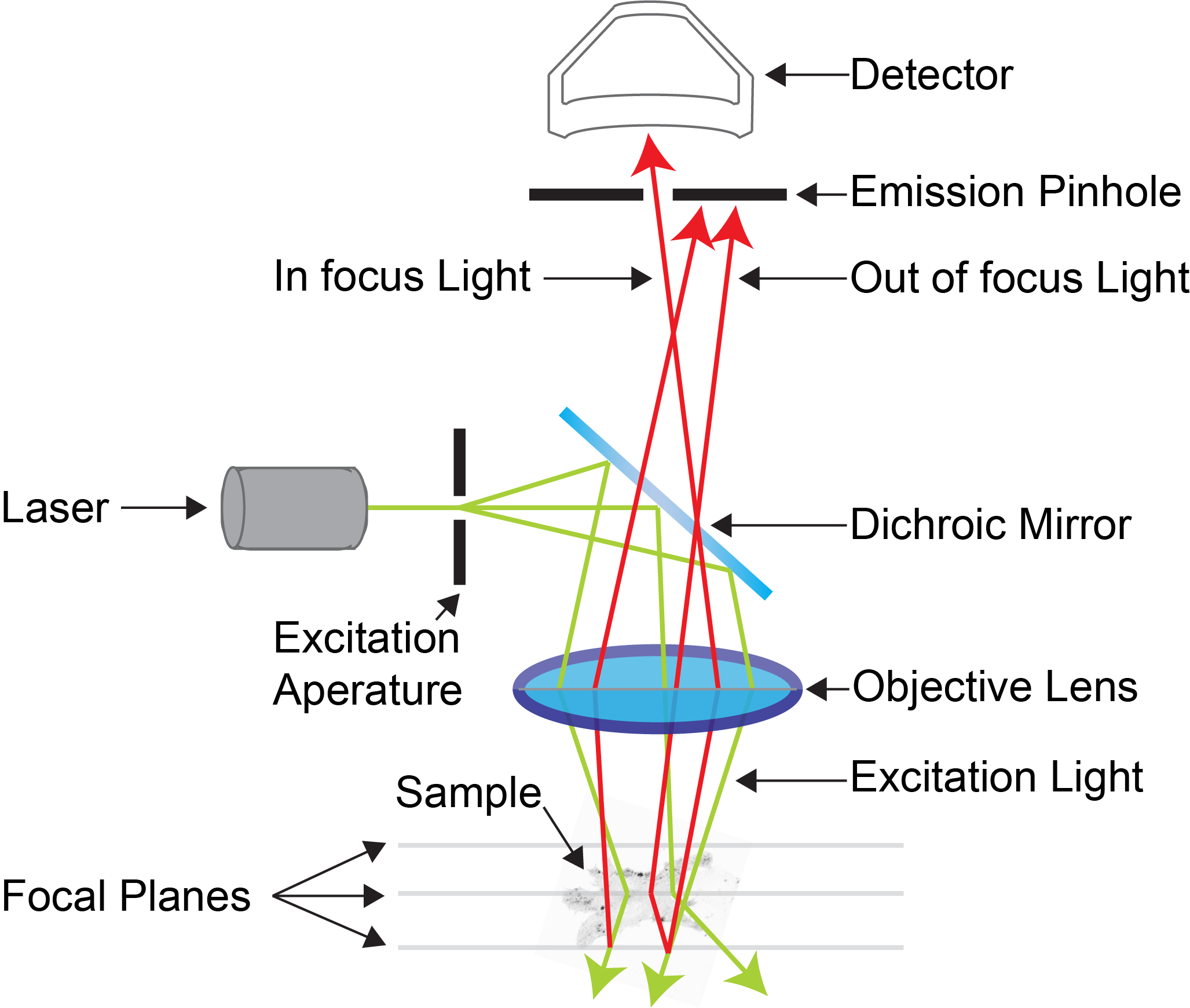 A Unit Structure Of Sample Under Confocal Microscope B Photo Of