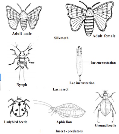 The Insects Behind The Weird Growths On Plants