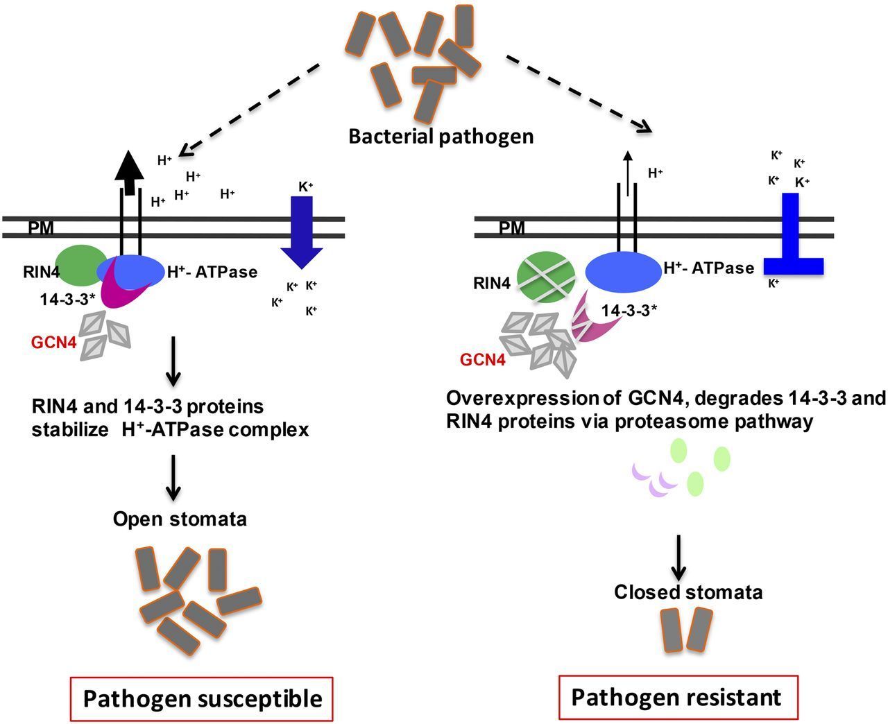 An Innate Immunity Pathway In Moss Plant Science Today