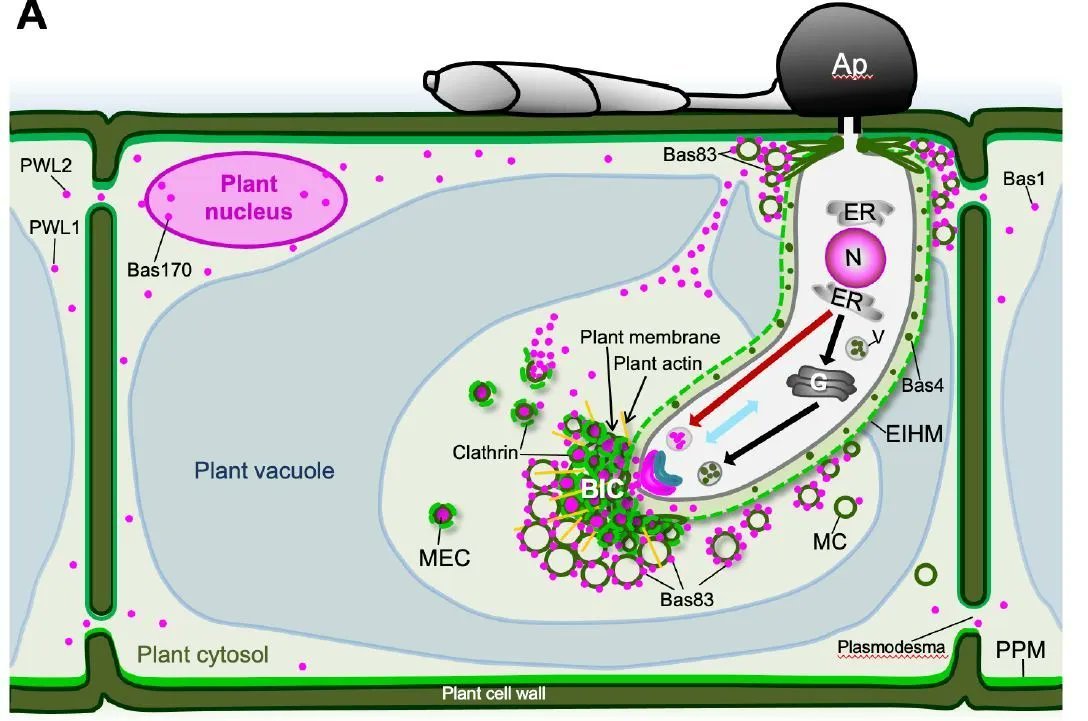 How Are Clathrin Coated Vesicles Transported Mechanobiology