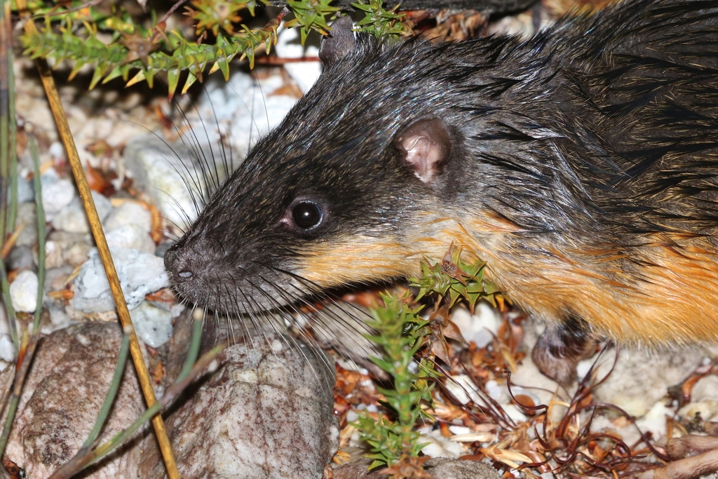 Rakali (Mammal Watch Porongurup) · iNaturalist 