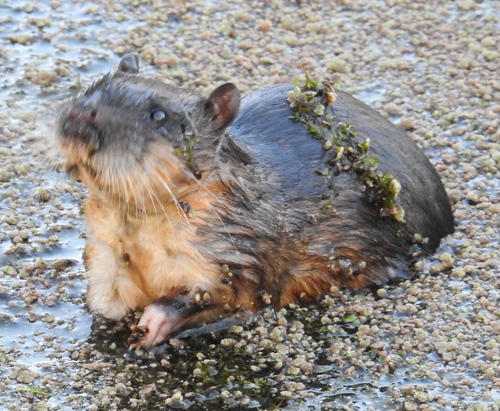 Rakali (Mammal Watch Porongurup) · iNaturalist 