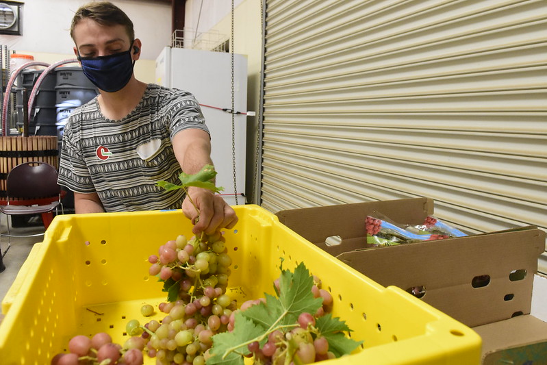 Researcher Lab Services Viticulture And Enology Research Center 67fcc9ab5945f