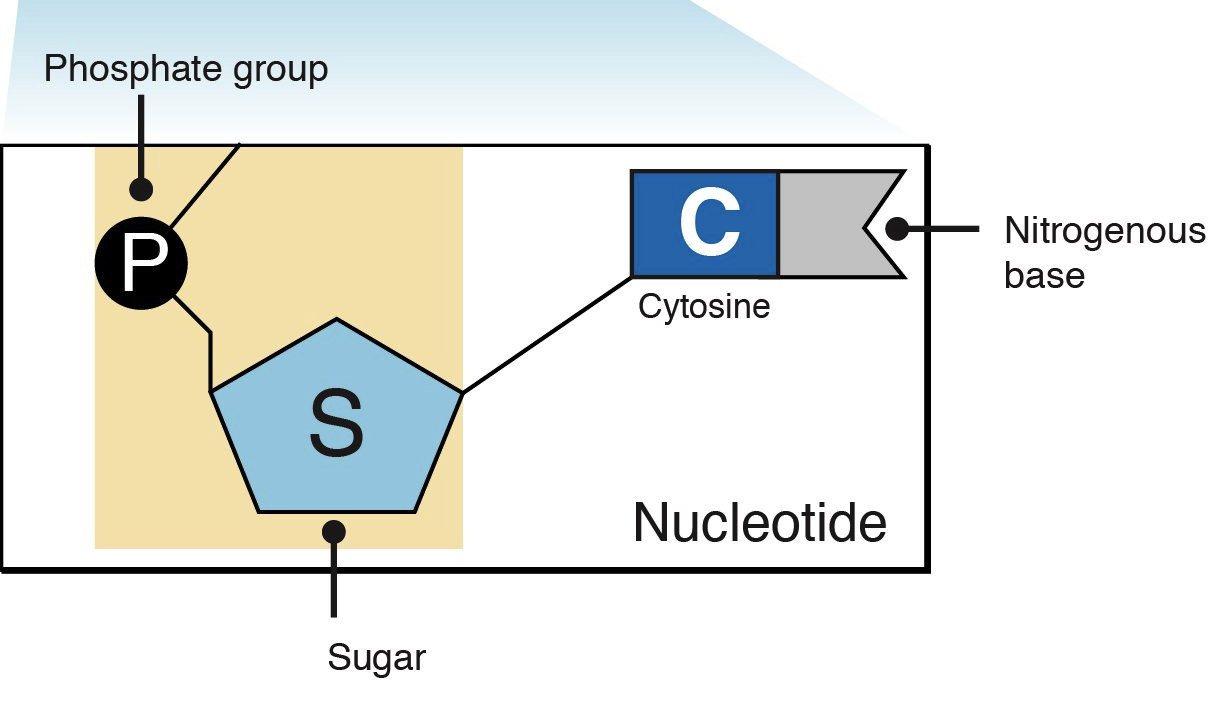 The Nucleotide Excision Repair Which Was Achieved By David Pathway