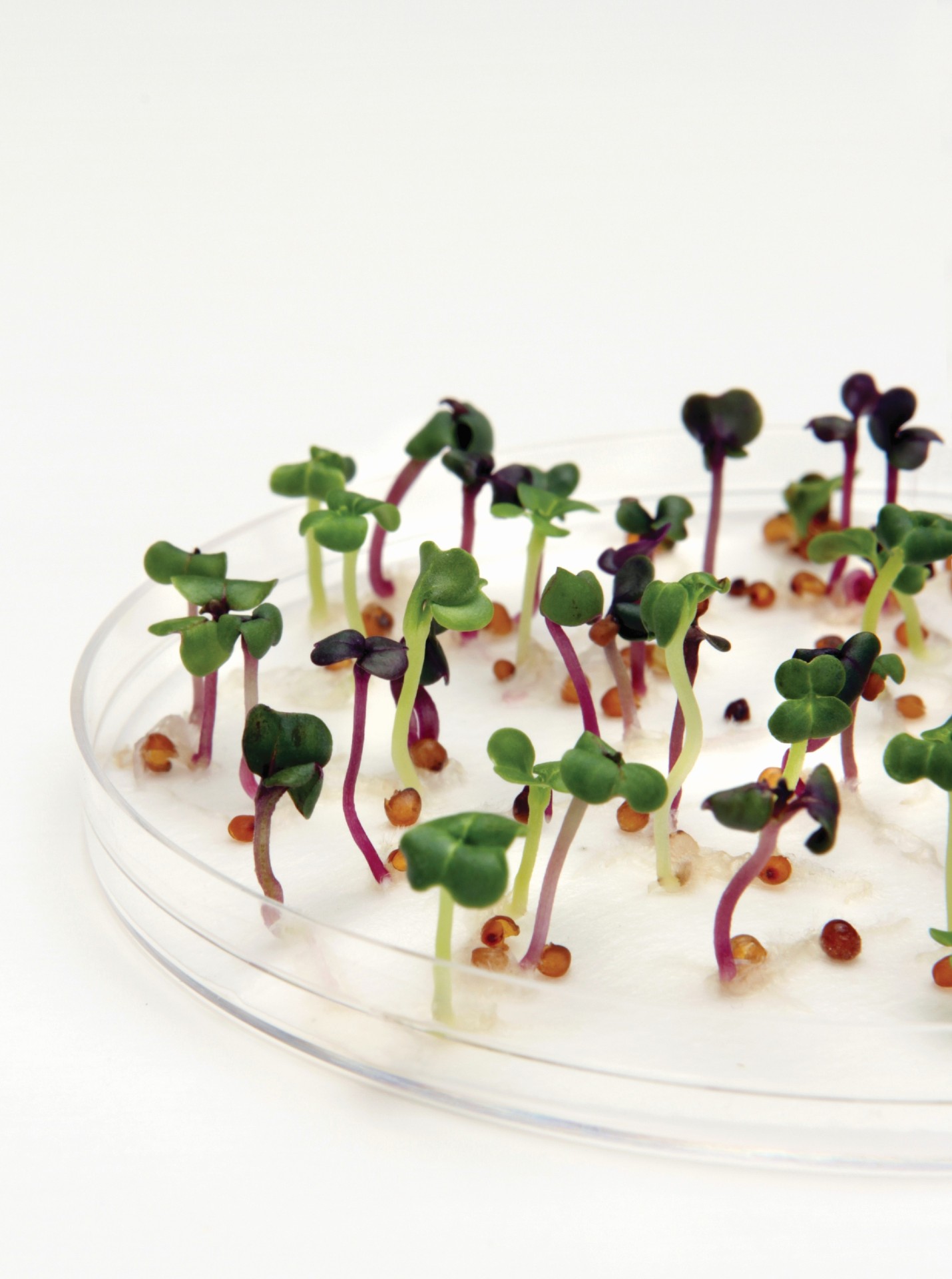 Enhancing Photosynthesis In Aquatic Plants Experimenting With Course