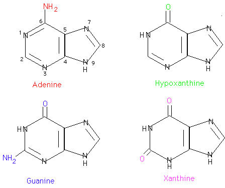 Purine Nucleotide Degradation Uric Acid Synthesis Biochemistry Mbbs