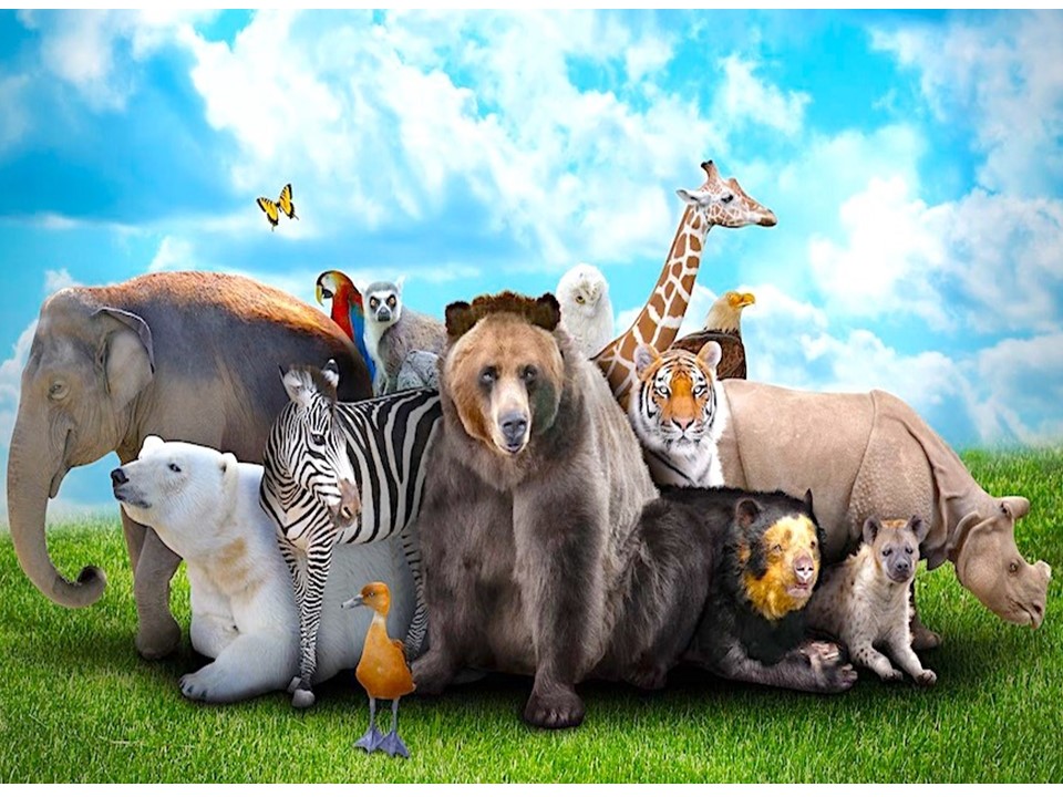 Animals Free Full Text Identification And Characterization Of