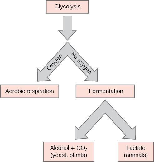 Fermentation Of Glucose By Yeast Normally Yields