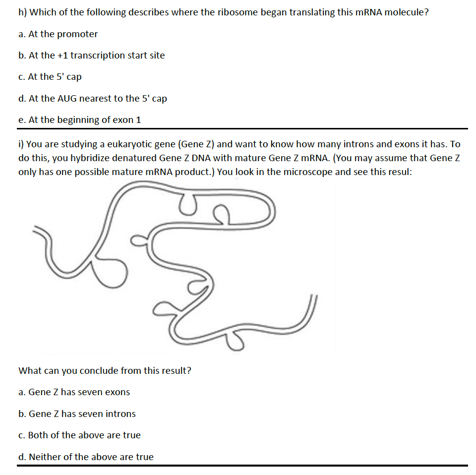 Solved Which Step Occurs In The A Site Of The Ribosome Chegg Com