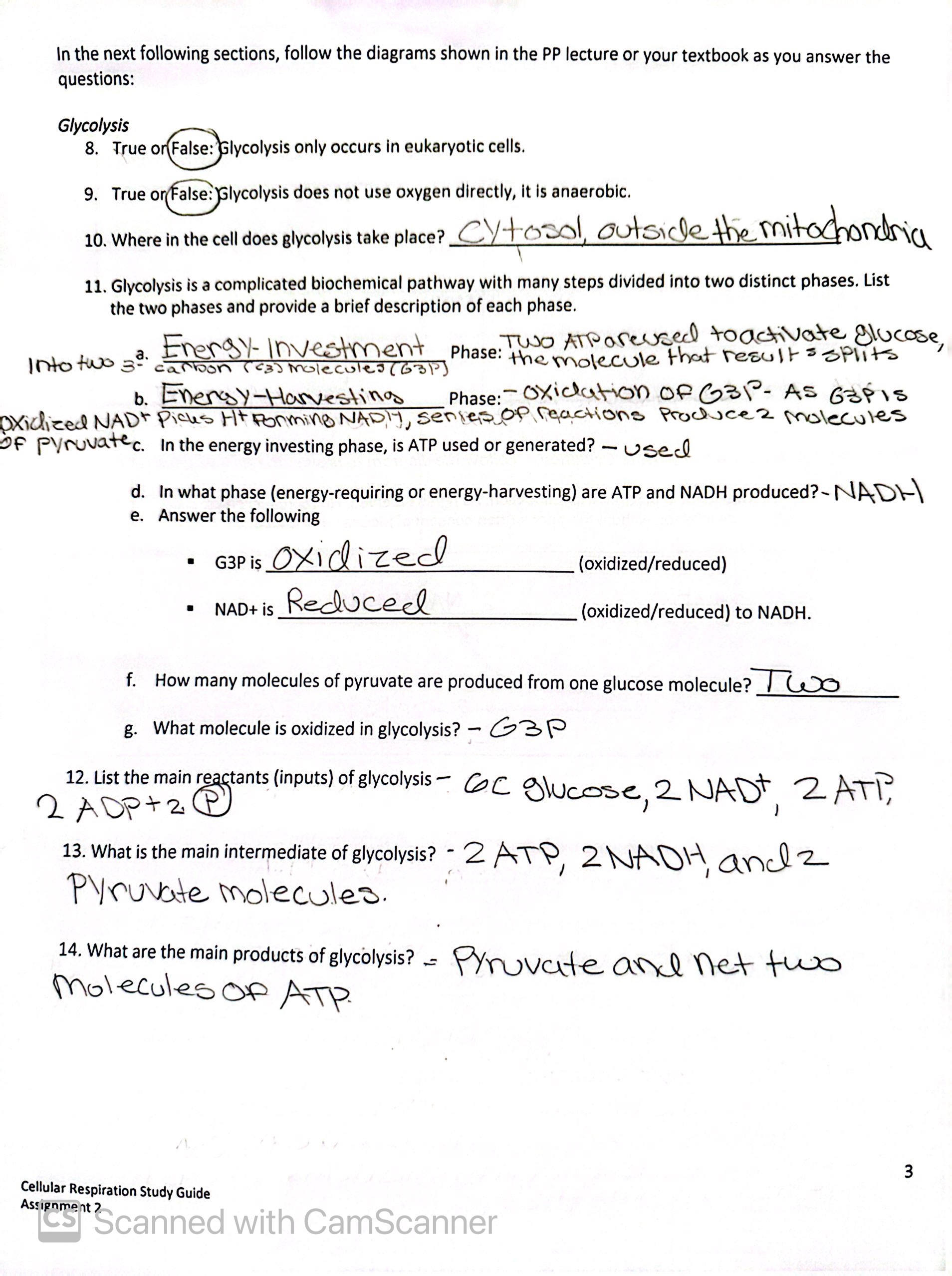 Solved The Purpose Of Cellular Respiration For The Chegg Com