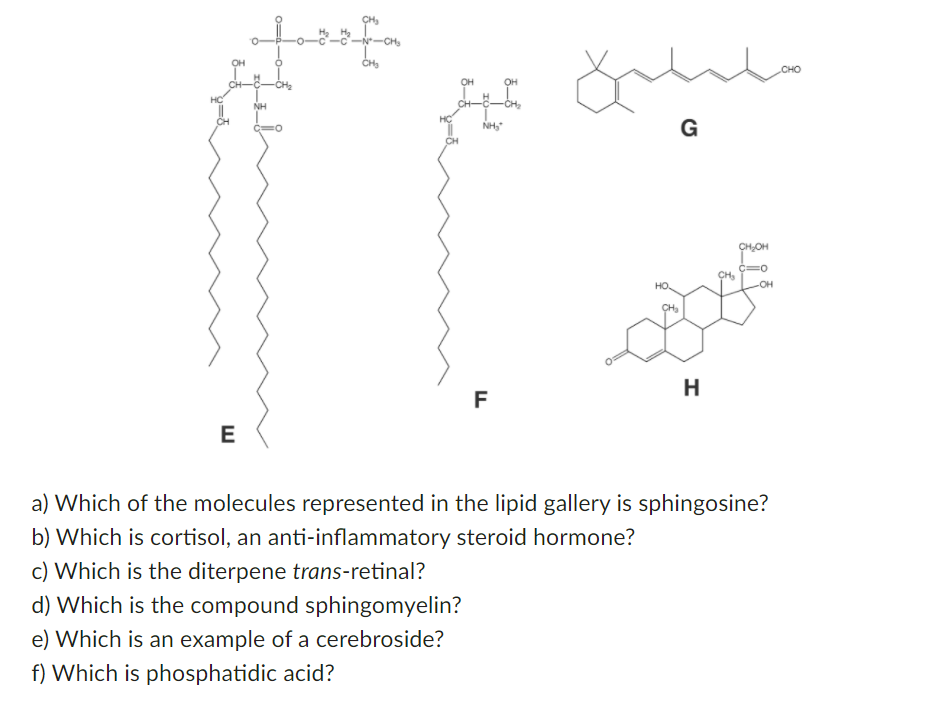 Solved 29 You Have Been Studying The Lipid Composition Of Chegg Com