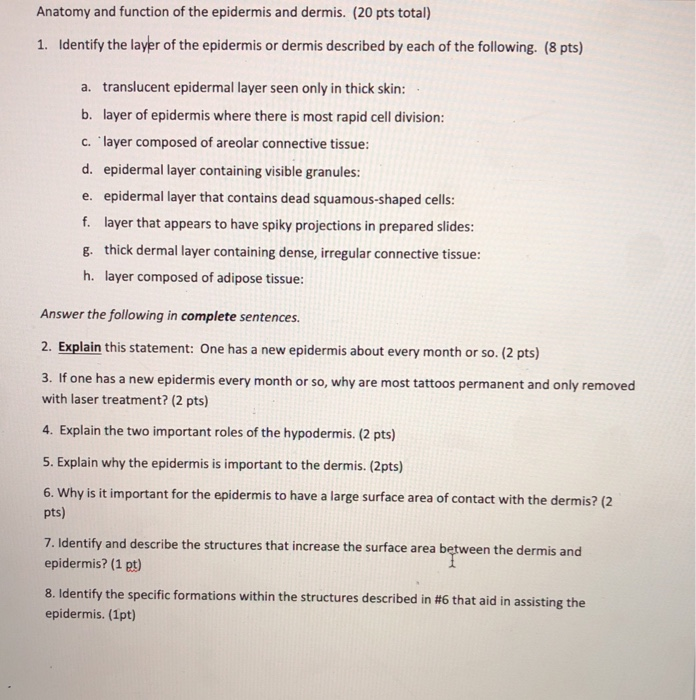 Solved Question 11 The Top Layer Of The Epidermis Is Chegg Com