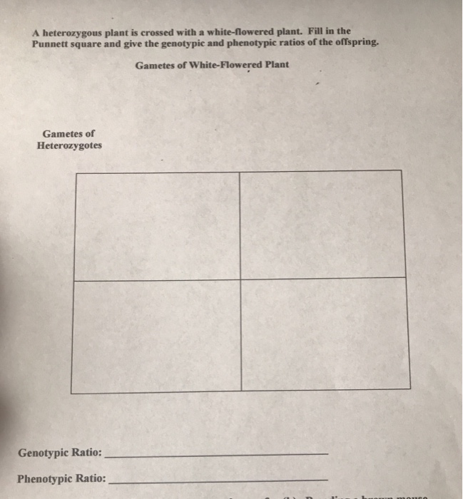 Solved The Gene A Has Four Different Alleles In A Given Chegg Com