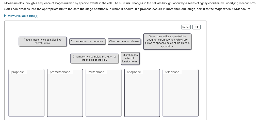 Solved Macrophages Are View Available Hints Hint 1 Chegg Com