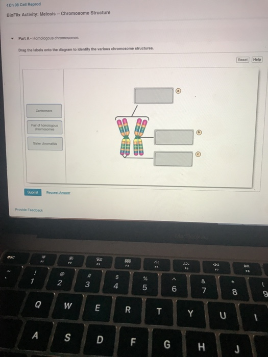 Solved Human Eggs Contain How Many Chromosomesc 46a Human Chegg Com