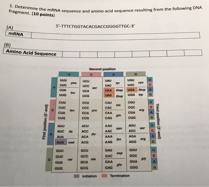 Solved The Following Mrna Sequence Is Taken From The Middle Chegg Com