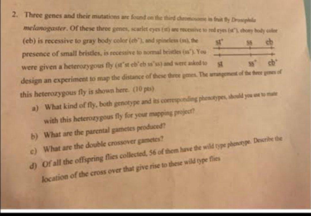 Solved 38 Three Recessive Genes On The Same Chromosome Of A Fruit Fly
