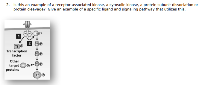 Solved A Receptor Is A Protein That Binds A Molecule Chegg Com