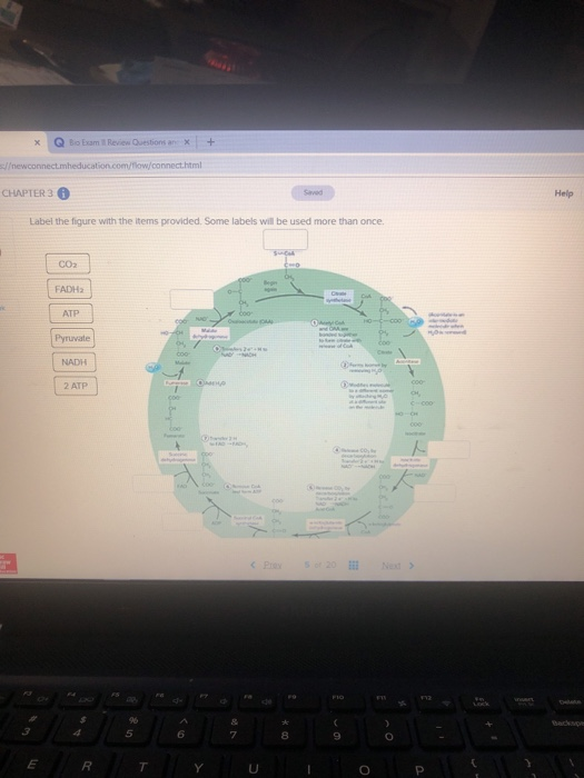 Solved The Human Brain Label Figure 13 3 Where Indicated Chegg Com
