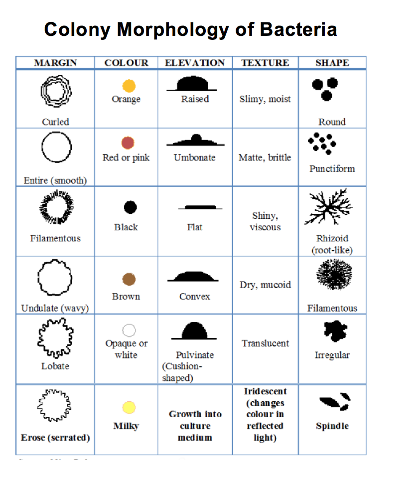 Summary Of Results For Morphology Download Table