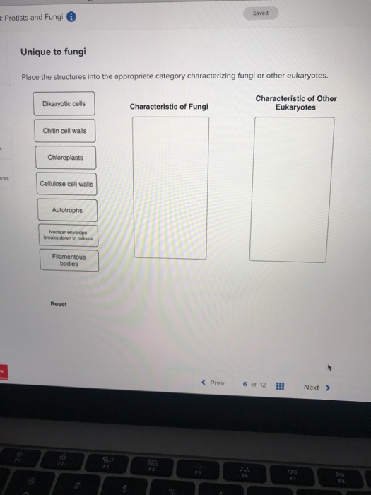 Solved 11 The Important Of Fungi To Ecosystem Is Mostly As Chegg Com