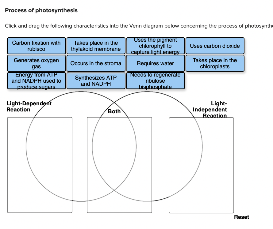 Solved During Photosynthesis In A Leaf Sugars Are Loaded Chegg Com
