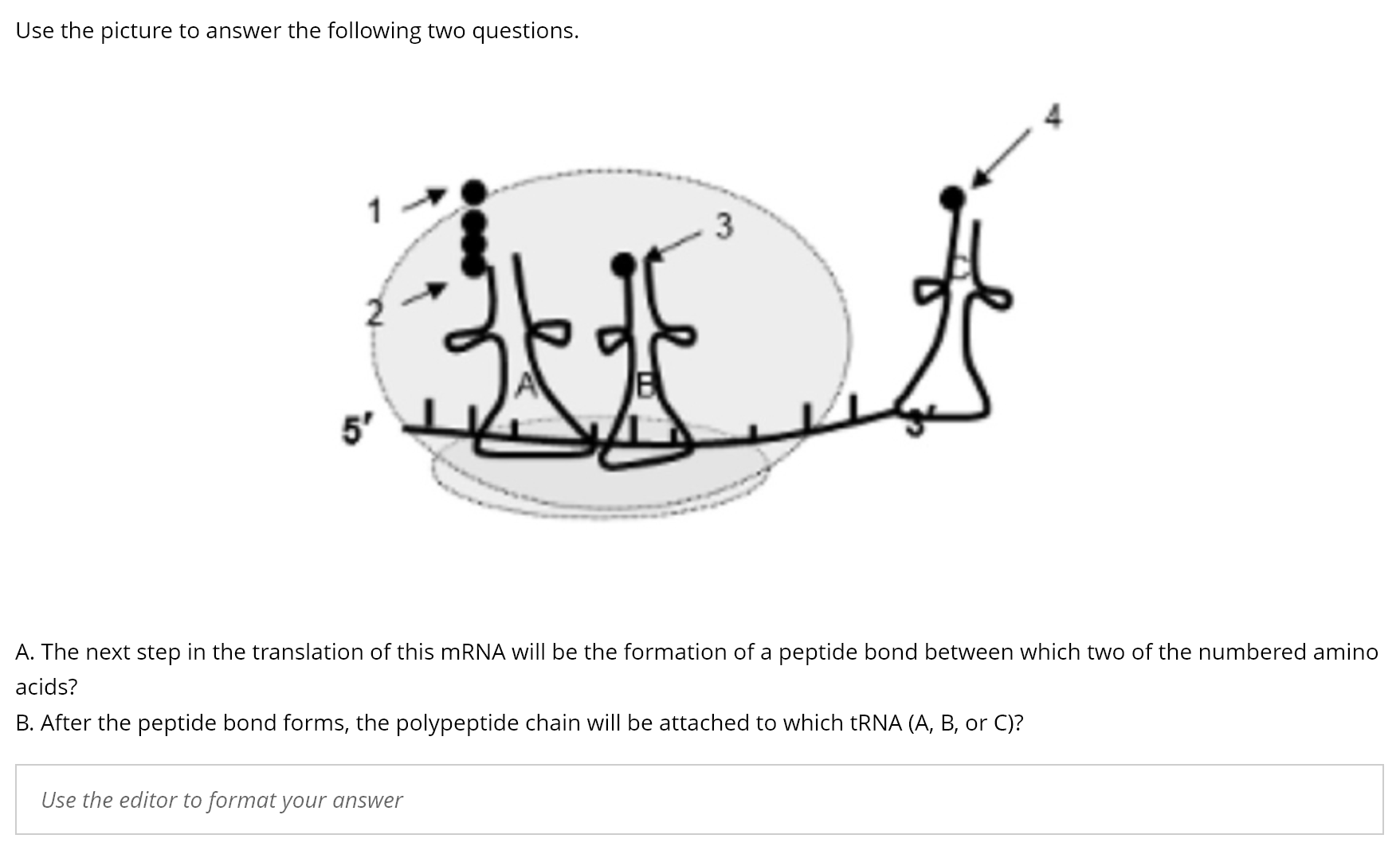 Solved Ex 3c Translation Of An Mrna Into A Polypeptide Chegg Com