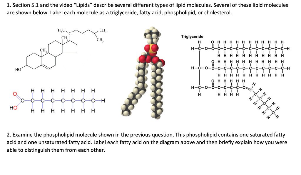 Solved Given A Triglyceride Molecule Which Contains A Chegg Com